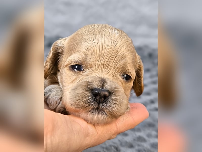 Schöne Cockapoo-Welpen