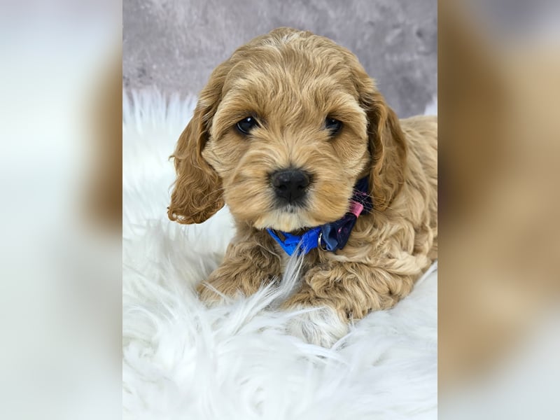 Schöne Cockapoo-Welpen