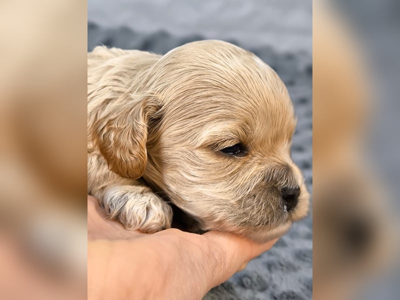 Schöne Cockapoo-Welpen
