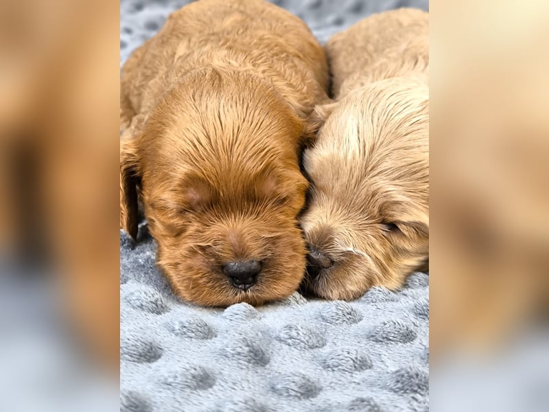Schöne Cockapoo-Welpen