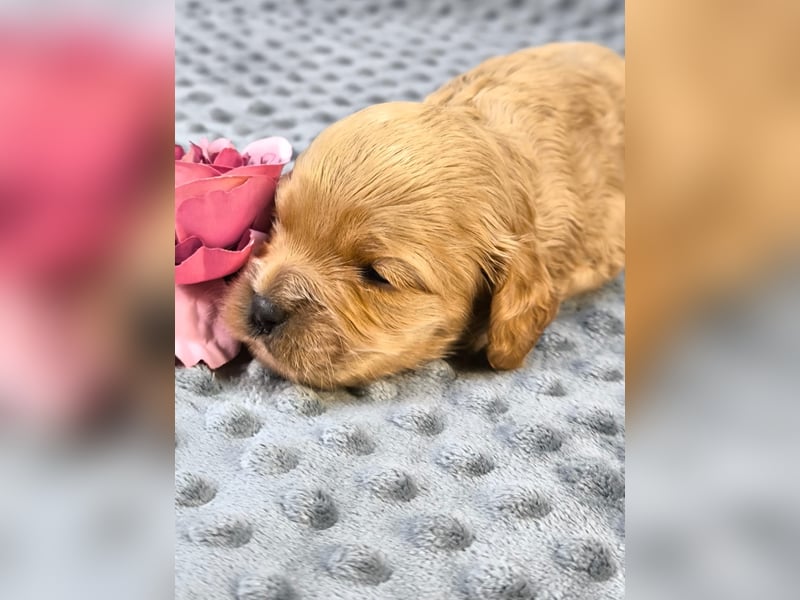 Schöne Cockapoo-Welpen