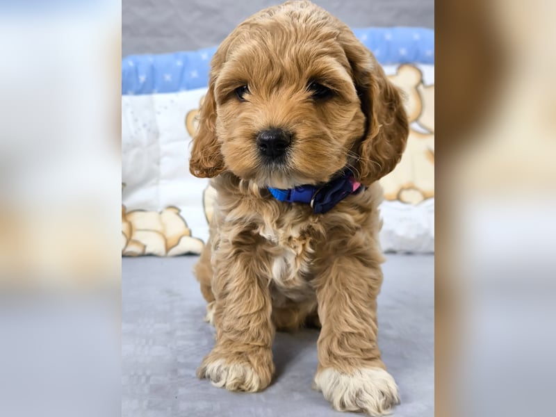 Schöne Cockapoo-Welpen