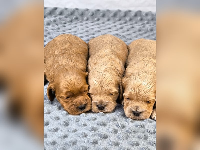Schöne Cockapoo-Welpen