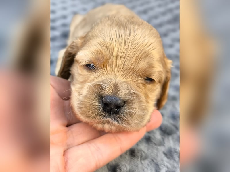 Schöne Cockapoo-Welpen