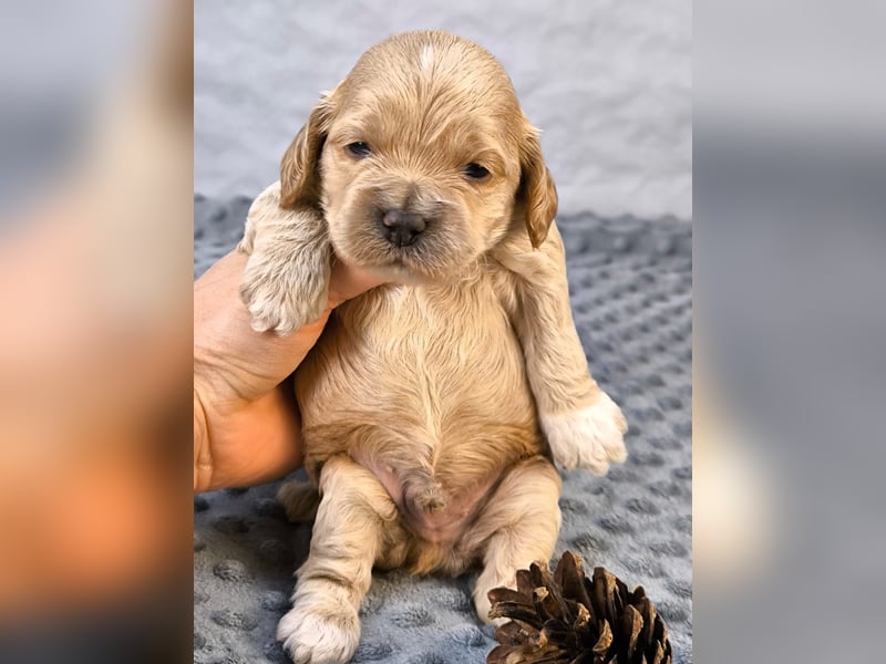 Schöne Cockapoo-Welpen