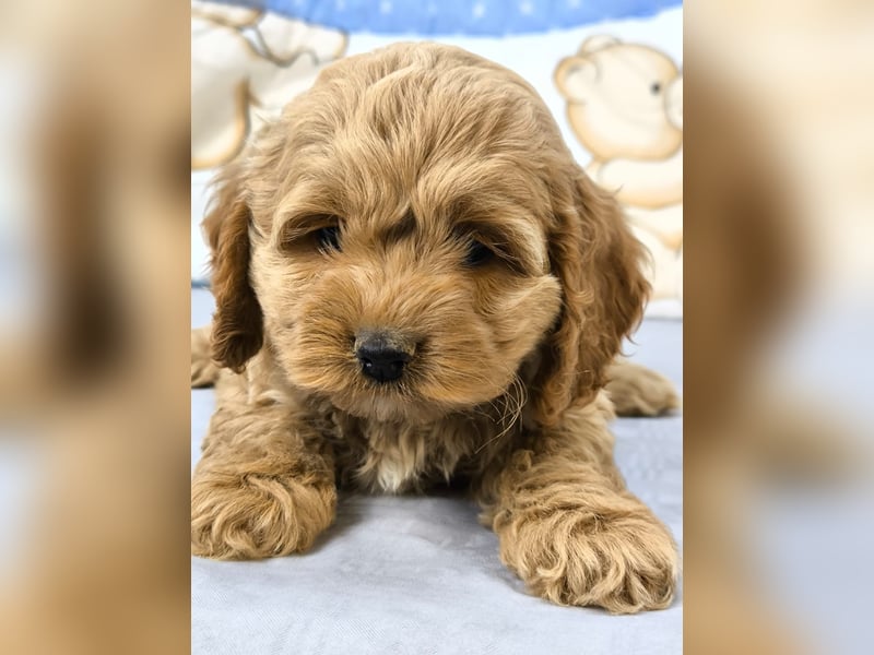 Schöne Cockapoo-Welpen