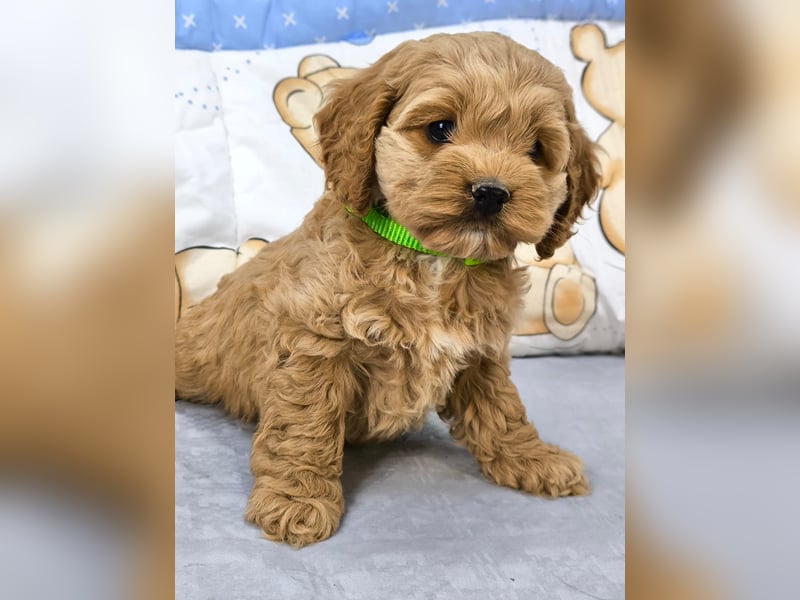 Schöne Cockapoo-Welpen