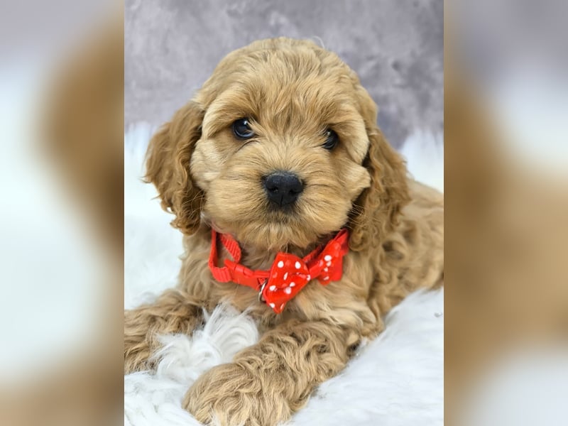 Schöne Cockapoo-Welpen