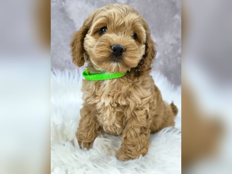 Schöne Cockapoo-Welpen