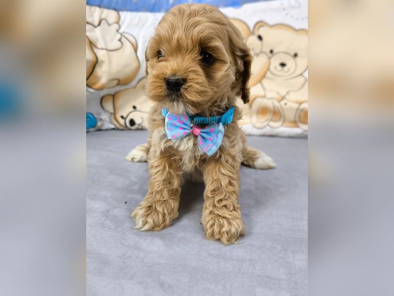 Schöne Cockapoo-Welpen