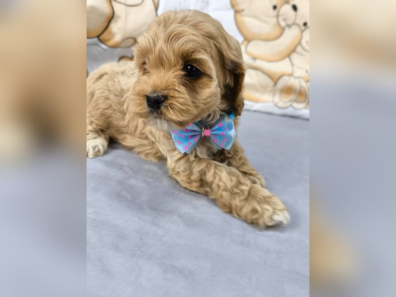 Schöne Cockapoo-Welpen