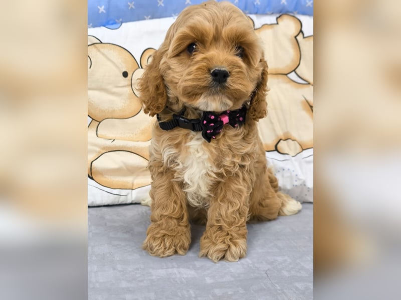 Schöne Cockapoo-Welpen