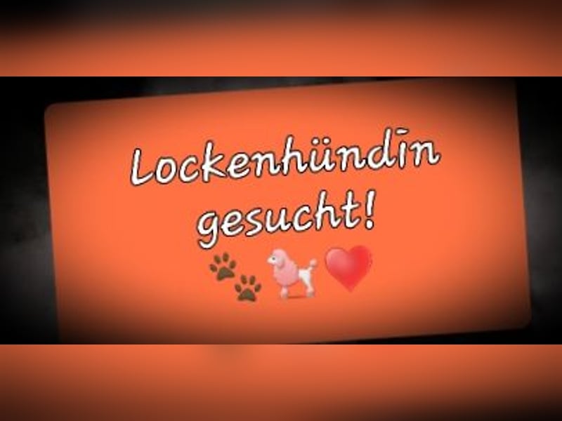 Hündin mit lockigen Fell gesucht