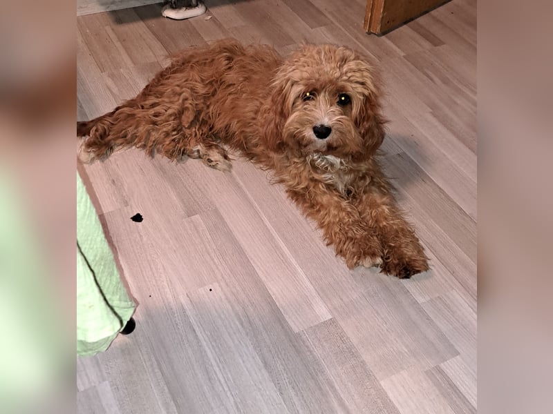 Cockapoo Cockerpoo Welpen