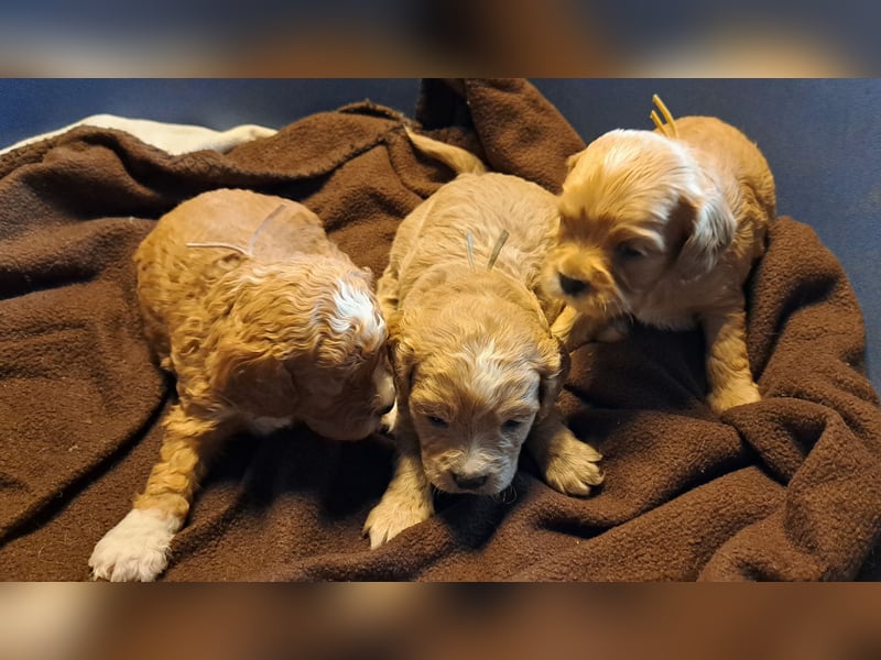 Cockapoo Cockerpoo Welpen