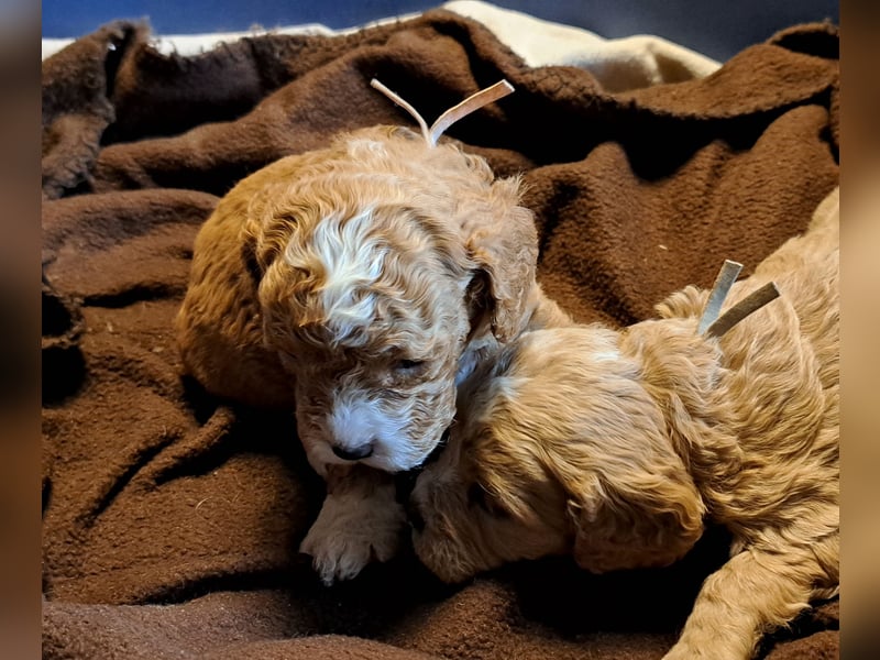 Cockapoo Cockerpoo Welpen