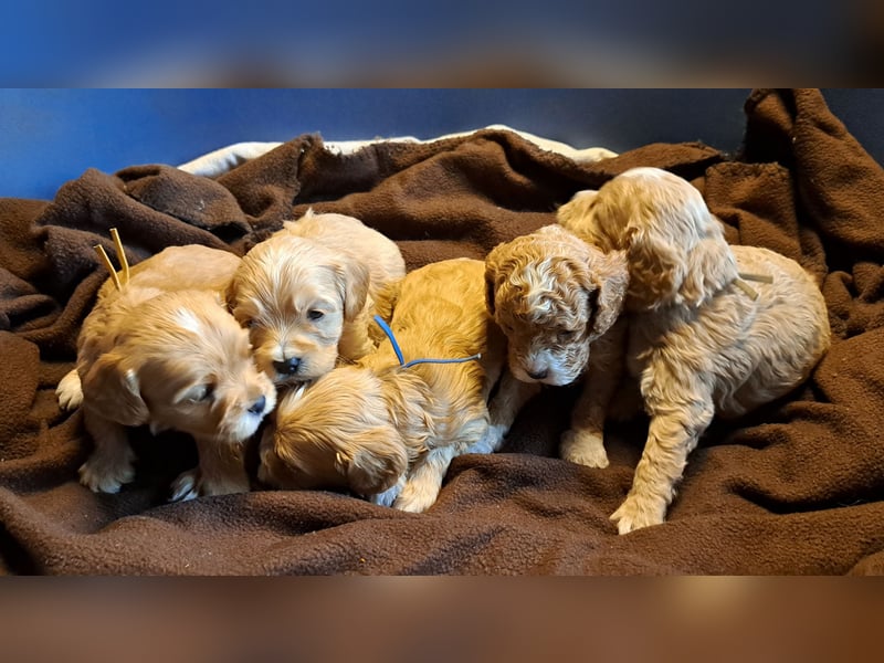 Cockapoo Cockerpoo Welpen