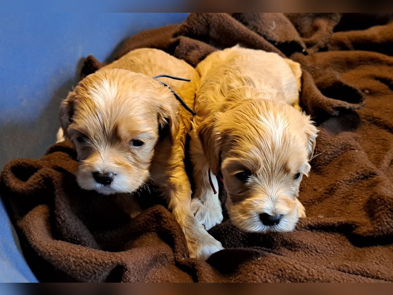 Cockapoo Cockerpoo Welpen