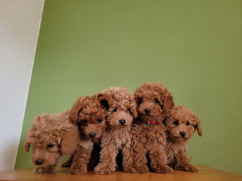 Traumhafte Zwerg Cockapoo F1b aus liebevoller Hausaufzucht Laboklin getestet 