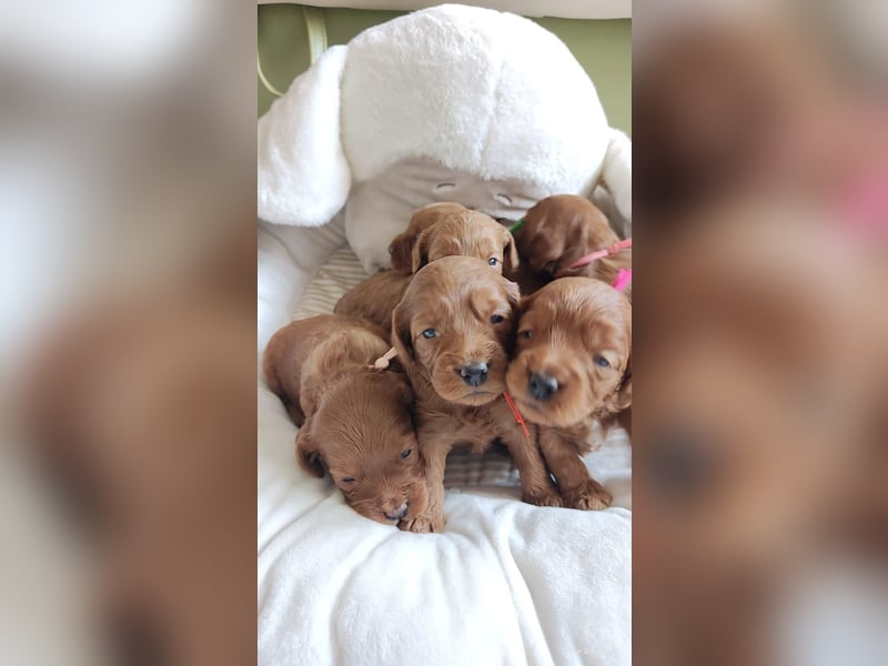Wunderschöne Cockapoo-Welpen