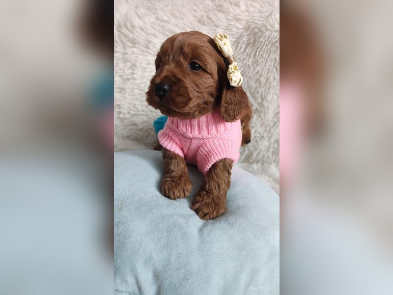 Wunderschöne Cockapoo-Welpen