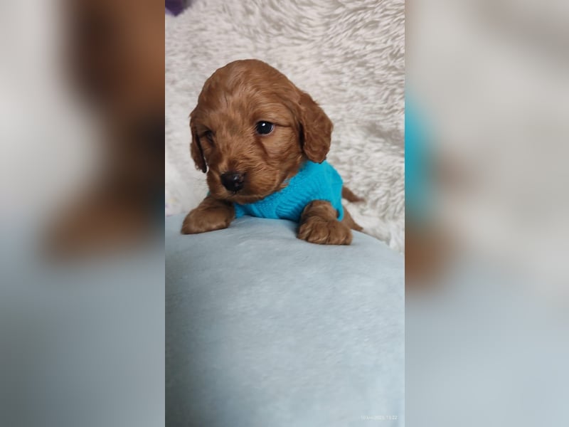 Wunderschöne Cockapoo-Welpen