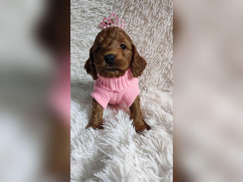 Wunderschöne Cockapoo-Welpen