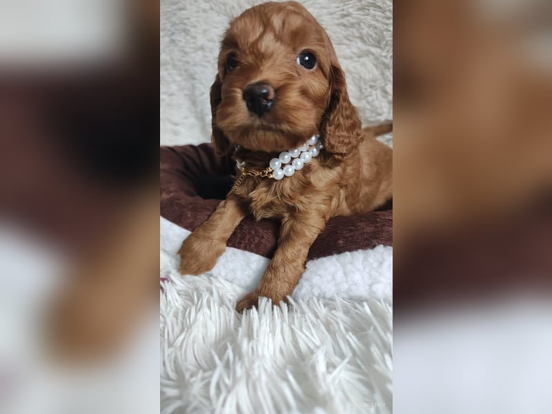 Wunderschöne Cockapoo-Welpen