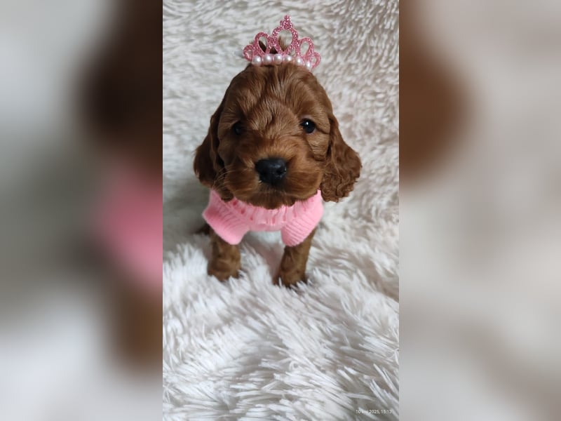 Wunderschöne Cockapoo-Welpen