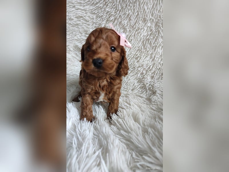 Wunderschöne Cockapoo-Welpen