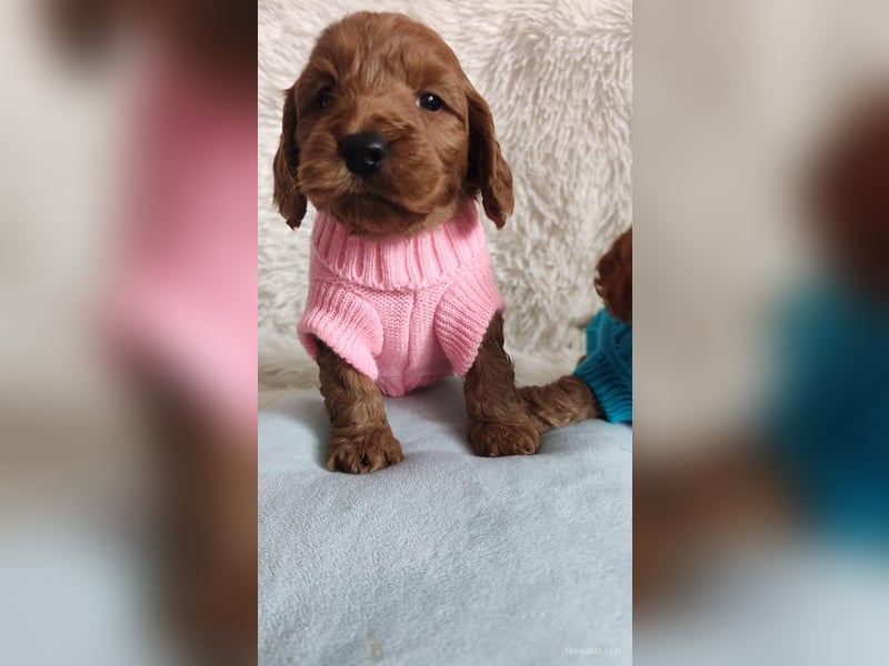 Wunderschöne Cockapoo-Welpen