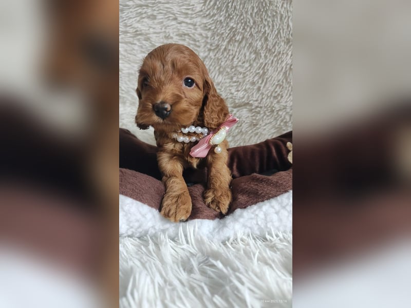 Wunderschöne Cockapoo-Welpen