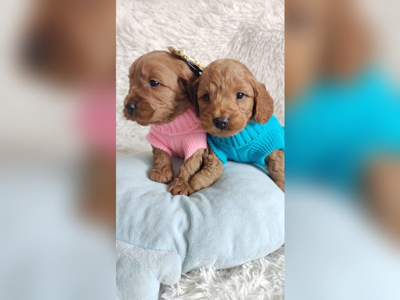 Wunderschöne Cockapoo-Welpen