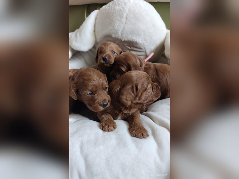 Wunderschöne Cockapoo-Welpen