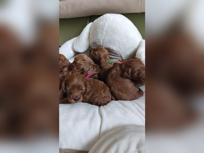 Wunderschöne Cockapoo-Welpen