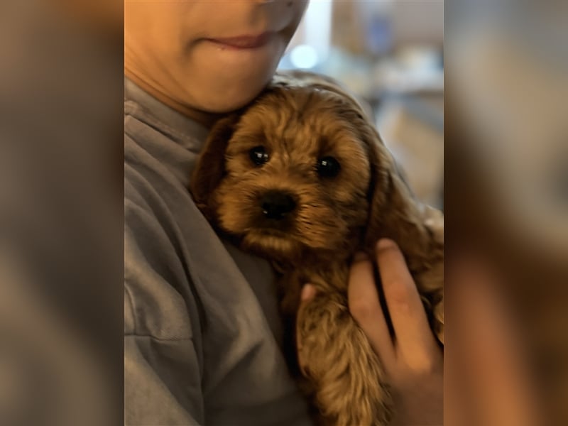 Cockapoo. F1 American Wurfankündigung Juni 2025