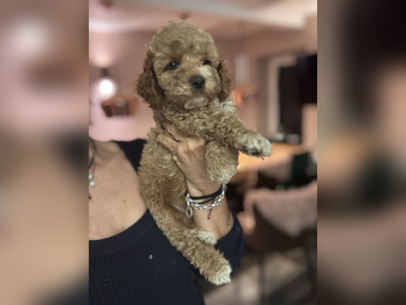 Cockapoo. F1 American Wurfankündigung Juni 2025