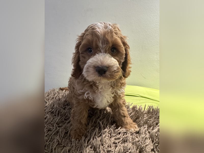 Cockapoo. F1 American Wurfankündigung Juli 2025