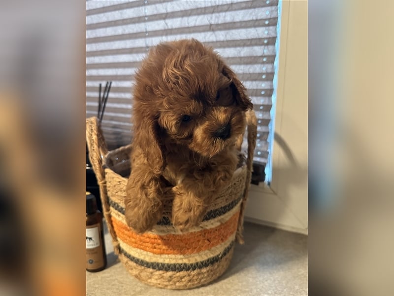 Cockapoo. F1 American Wurfankündigung Juni 2025