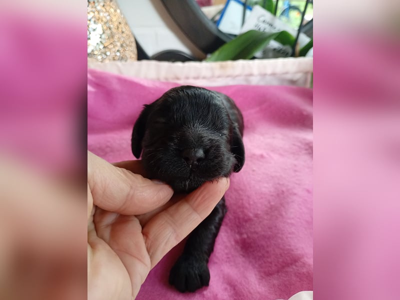 Cockapoo. F1 American Wurfankündigung Juli 2025