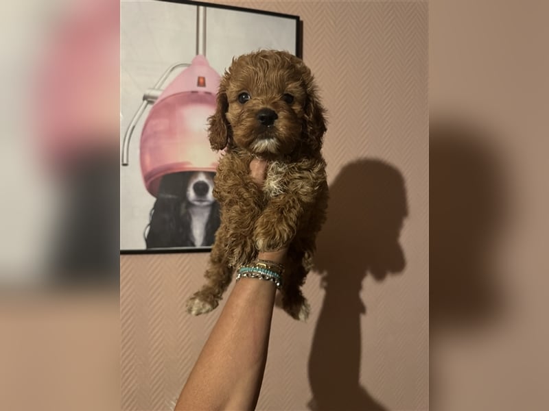 Cockapoo. F1 American Wurfankündigung Juni 2025