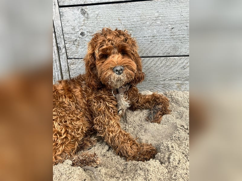 Cockapoo. F1 American Wurfankündigung Juni 2025