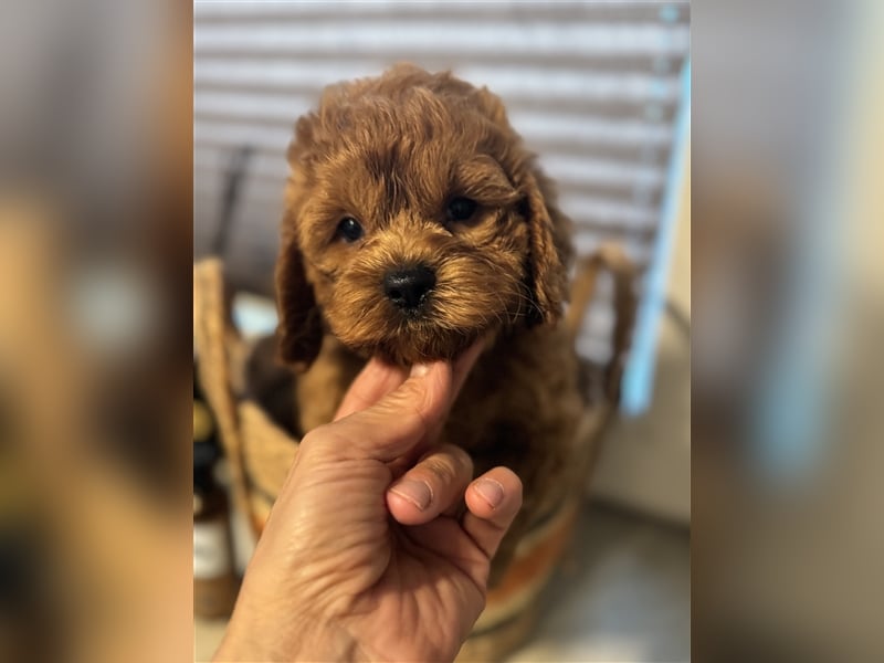 Cockapoo. F1 American Wurfankündigung Juni 2025