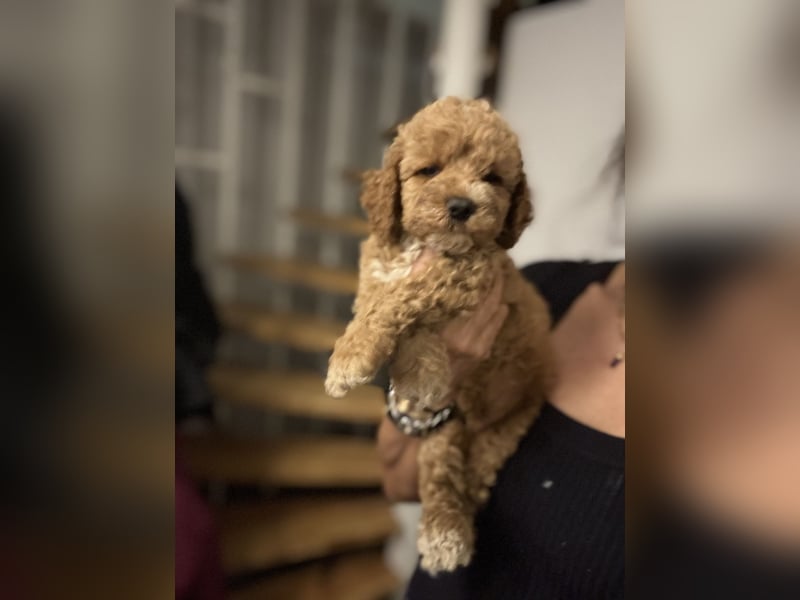 Cockapoo. F1 American Wurfankündigung Juni 2025