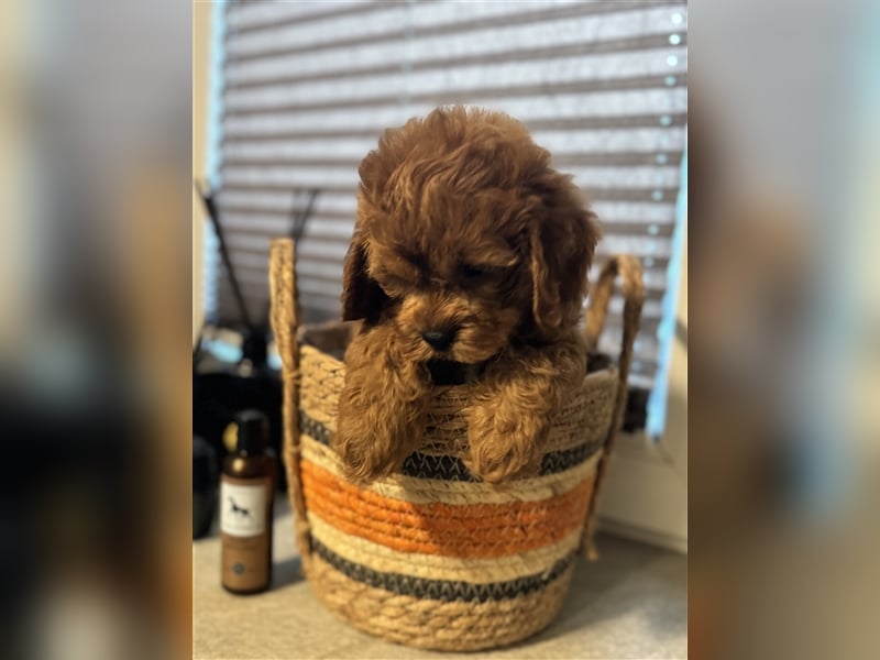 Cockapoo. F1 American Wurfankündigung Juni 2025