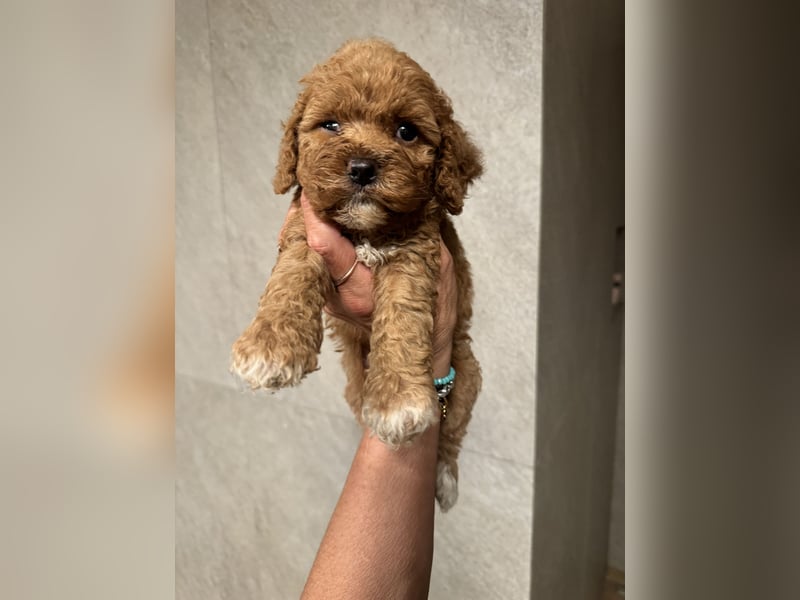 Cockapoo. F1 American Wurfankündigung Juni 2025