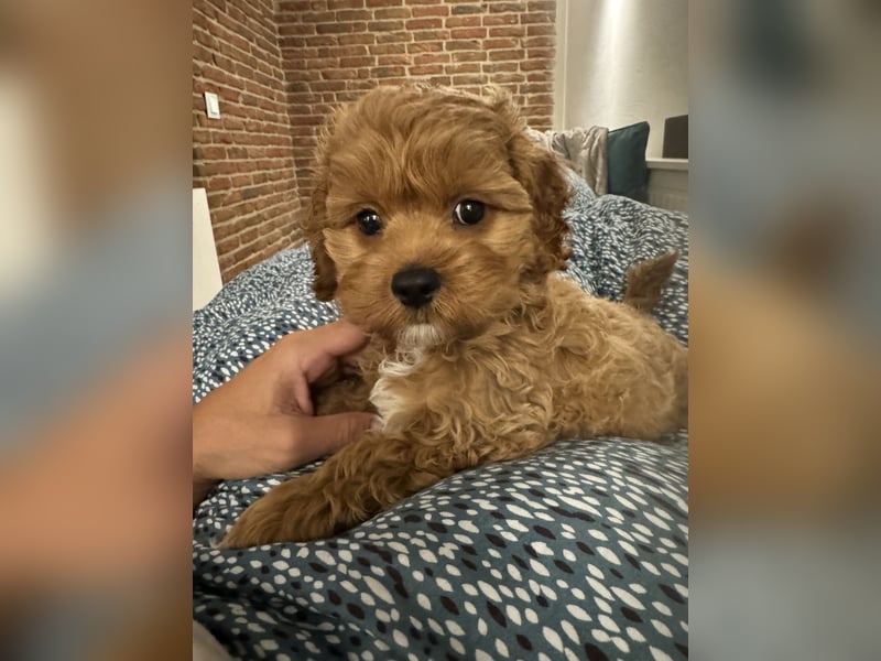 Cockapoo. F1 American Wurfankündigung Juni 2025