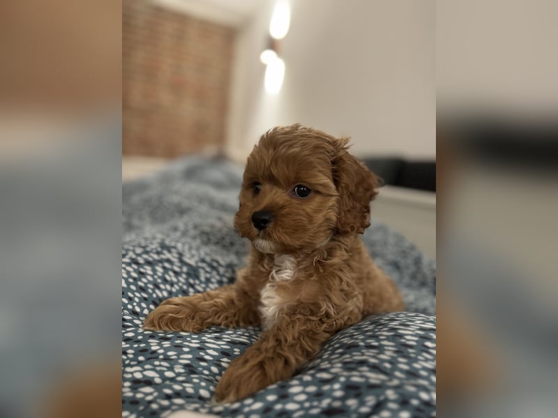 Cockapoo. F1 American Wurfankündigung Juni 2025