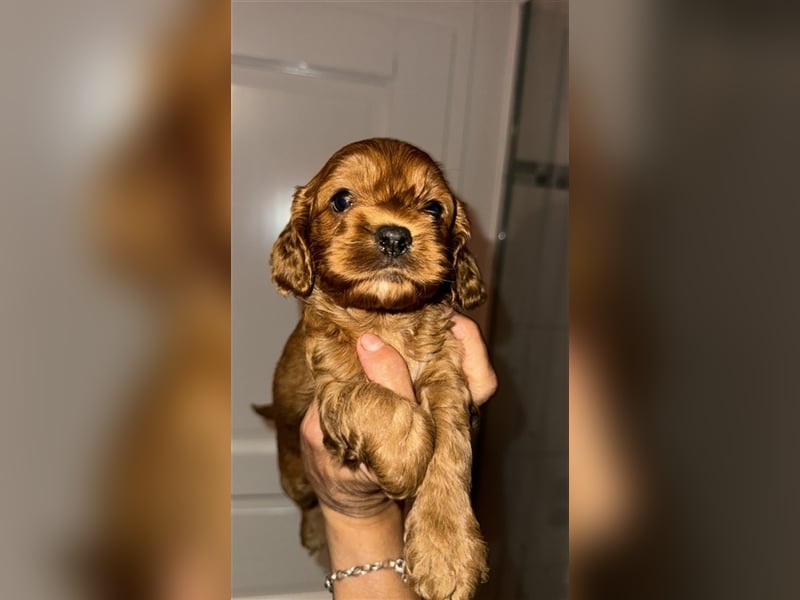 Cockapoo. F1 American Wurfankündigung Juni 2025