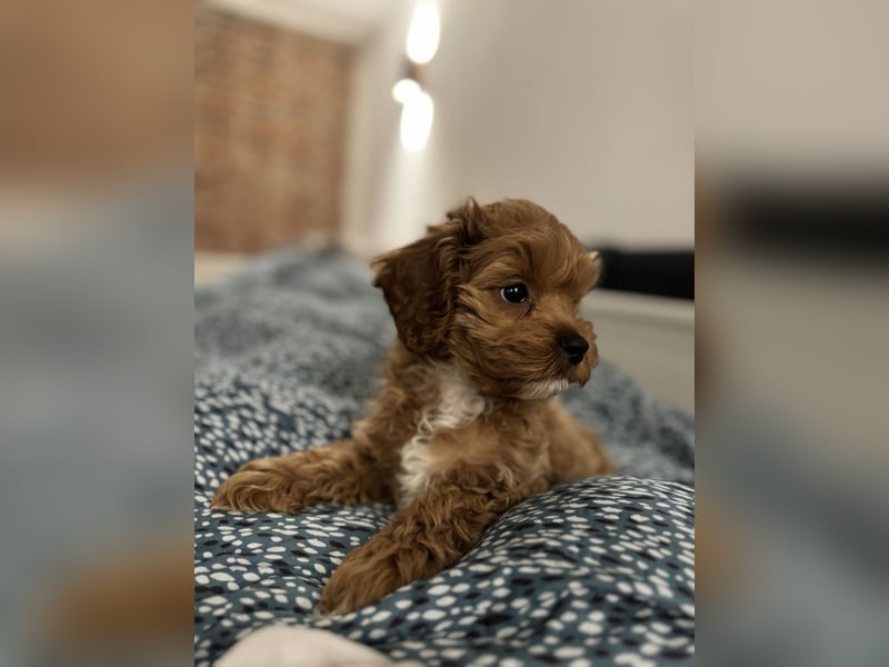Cockapoo. F1 American Wurfankündigung Juni 2025